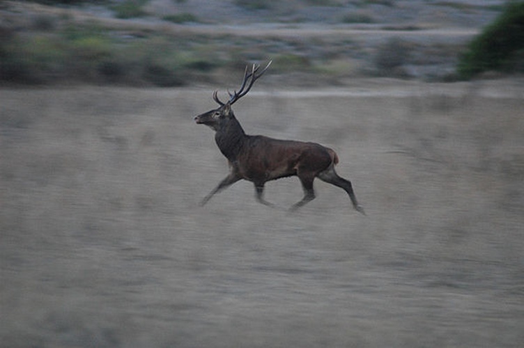 Corsican red deer © <a href="//commons.wikimedia.org/wiki/User:Marce83" title="User:Marce83">Marce83</a>