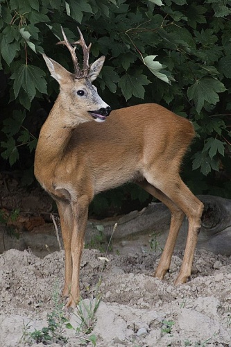 Roe Deer © <a href="//commons.wikimedia.org/wiki/User:Jerzystrzelecki" title="User:Jerzystrzelecki">Jerzystrzelecki</a>