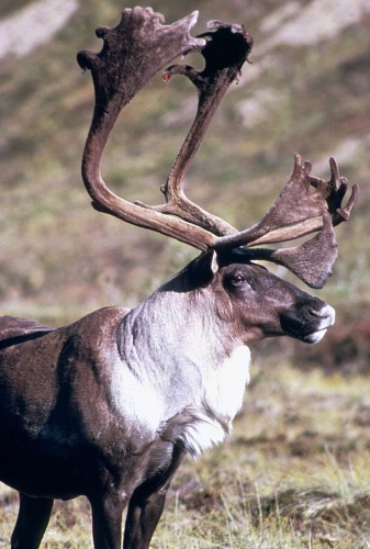 Rangifer tarandus © Jon Nickles