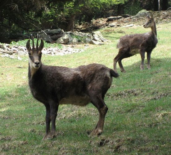 chamois © <a href="//commons.wikimedia.org/wiki/User:Lin%C3%A91" title="User:Liné1">Liné1</a>