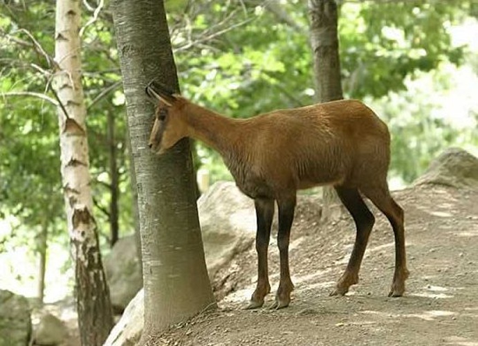 Pyrenean chamois © Bernard-Boehne