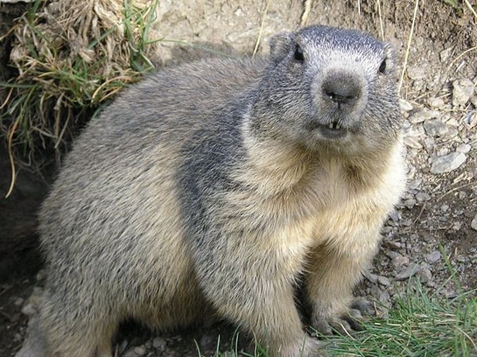 Alpine marmot © <a href="https://fr.wikipedia.org/wiki/Utilisateur:Francois_Trazzi" class="extiw" title="fr:Utilisateur:Francois Trazzi">François Trazzi</a>.