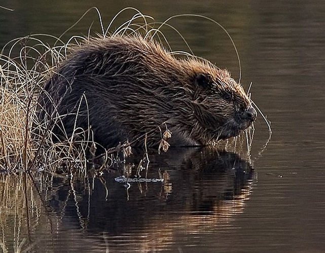 Eurasian Beaver © Per Harald Olsen