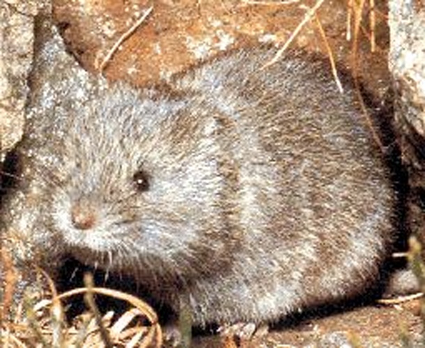 European snow vole © <a href="//commons.wikimedia.org/w/index.php?title=User:Dodoni&amp;action=edit&amp;redlink=1" class="new" title="User:Dodoni (page does not exist)">Dodoni</a>