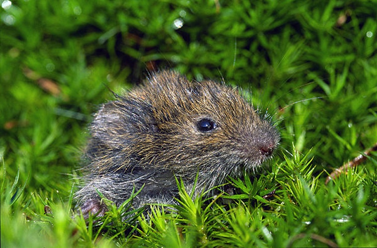 Field Vole © <a href="https://en.wikipedia.org/wiki/nl:User:Fer_boei" class="extiw" title="w:nl:User:Fer boei">Fer boei</a> at <a href="https://en.wikipedia.org/wiki/nl:" class="extiw" title="w:nl:">Dutch Wikipedia</a>