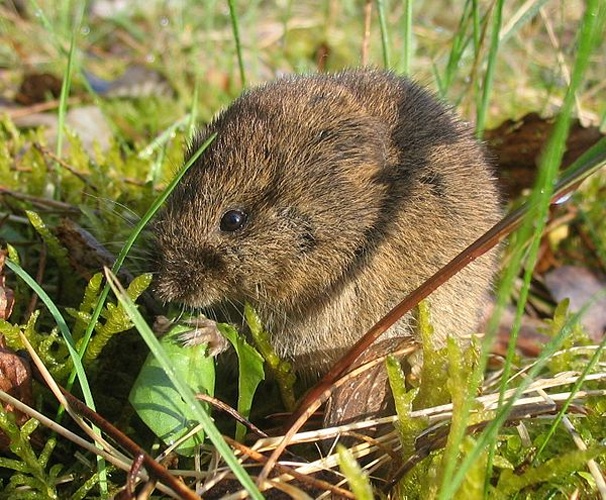 common vole © 