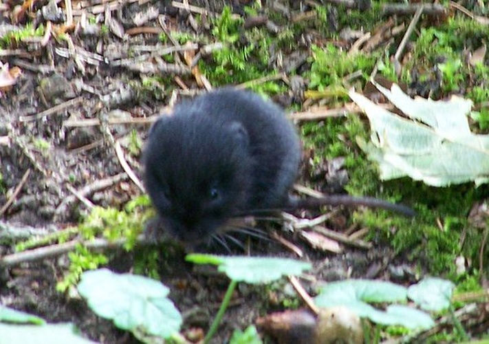 European pine vole © <a href="//commons.wikimedia.org/wiki/User:Teacoolish" title="User:Teacoolish">T.Voekler</a>