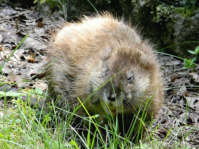 muskrat © <a href="//commons.wikimedia.org/w/index.php?title=User:Jumpingmaniac&amp;action=edit&amp;redlink=1" class="new" title="User:Jumpingmaniac (page does not exist)">Jumpingmaniac</a>