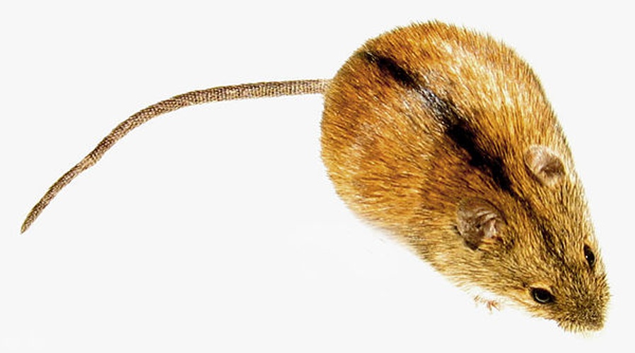 Striped Field Mouse © <a href="https://en.wikipedia.org/wiki/pl:Wikipedysta:Gower" class="extiw" title="w:pl:Wikipedysta:Gower">w:pl:Wikipedysta:Gower</a>