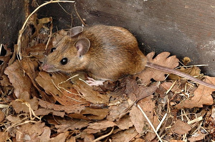 Yellow-necked Mouse © James Lindsey
