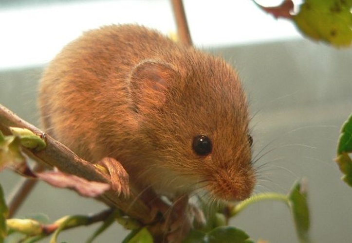 Eurasian harvest mouse © <a href="https://de.wikipedia.org/wiki/Benutzer:Hecke" class="extiw" title="de:Benutzer:Hecke">Hecke</a>