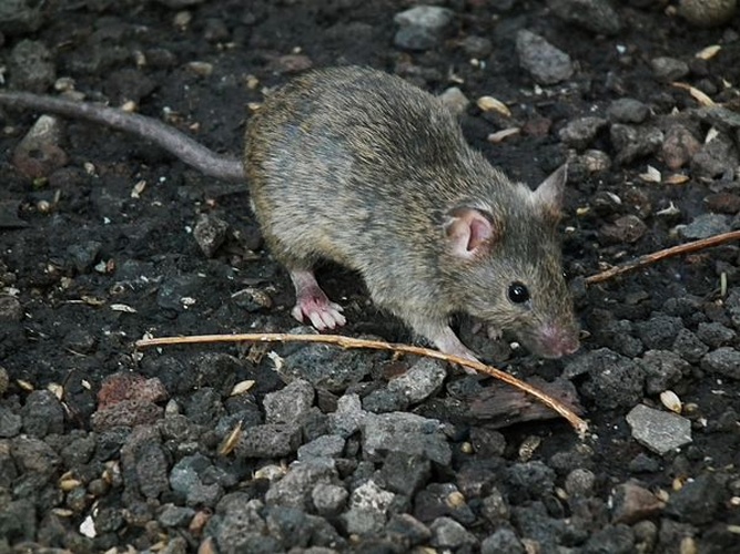 house mouse © <a href="//commons.wikimedia.org/wiki/User:4028mdk09" title="User:4028mdk09">4028mdk09</a>
