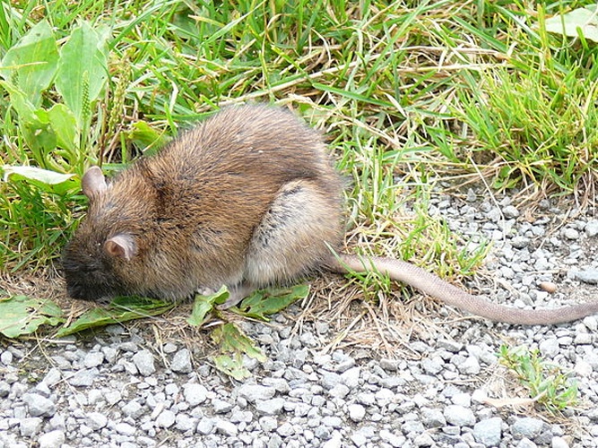 Brown Rat © <a href="//commons.wikimedia.org/wiki/User:Salix" title="User:Salix">Salix</a>