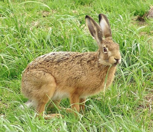 European hare &copy; <a href="https://de.wikipedia.org/wiki/User:MOdmate" class="extiw" title="de:User:MOdmate">MOdmate</a>