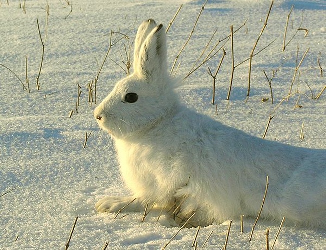 mountain hare &copy; Правительство Волгоградской области