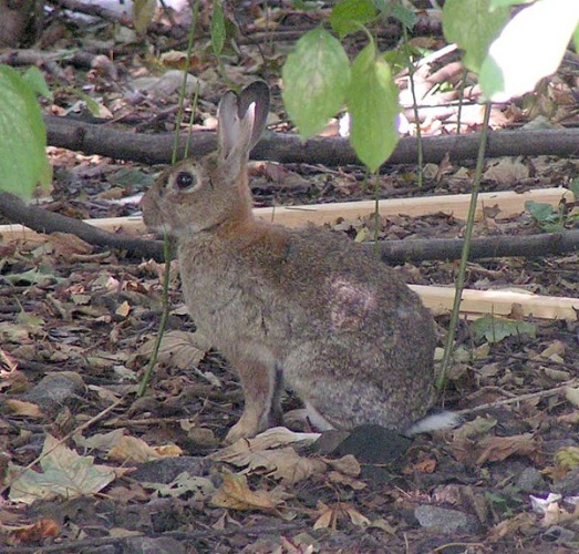 Oryctolagus cuniculus © 