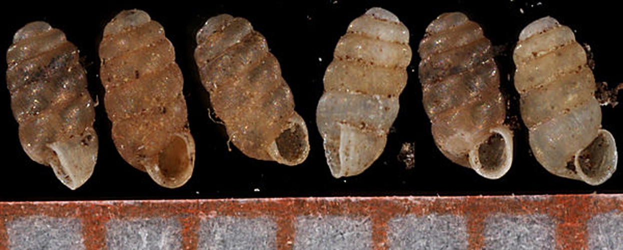 Truncatellina arcyensis © Francisco Welter Schultes <a rel="nofollow" class="external autonumber" href="http://www.animalbase.uni-goettingen.de/zooweb/servlet/AnimalBase/home/collaborator?id=7">[1]</a>