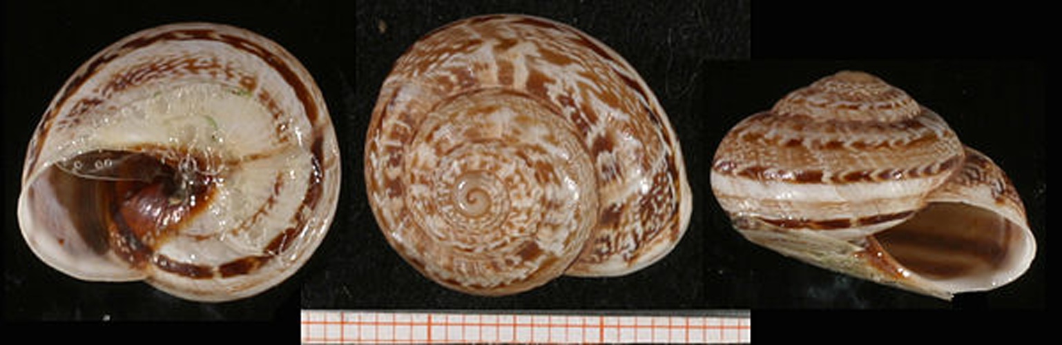 Marmorana serpentina © Francisco Welter Schultes