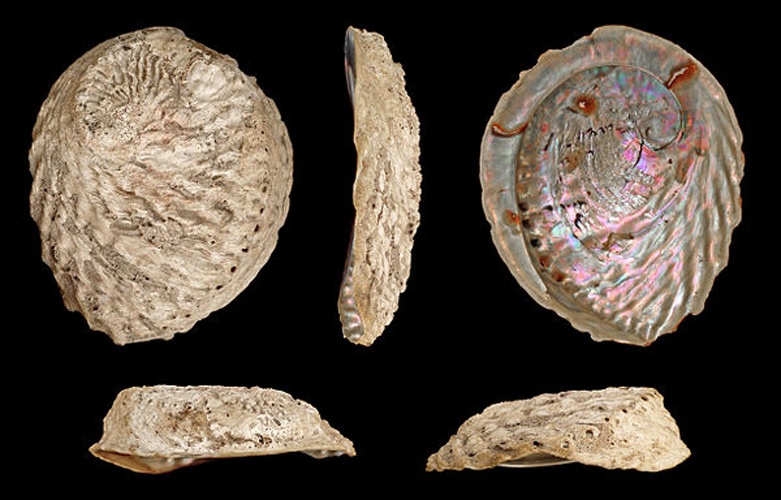 Haliotis midae &copy; H. Zell