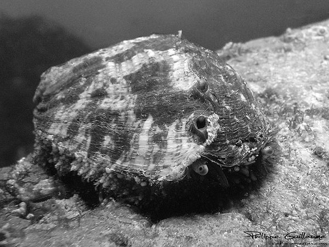 Green ormer &copy; <a rel="nofollow" class="external text" href="https://flickr.com/people/37071060@N06">Philippe Guillaume</a>