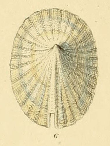 Emarginula crassa © <bdi><a href="https://en.wikipedia.org/wiki/en:George_Brettingham_Sowerby_II" class="extiw" title="w:en:George Brettingham Sowerby II">George Brettingham Sowerby II</a>
</bdi>