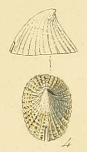 Emarginula fissura © <bdi><a href="https://en.wikipedia.org/wiki/en:George_Brettingham_Sowerby_II" class="extiw" title="w:en:George Brettingham Sowerby II">George Brettingham Sowerby II</a>
</bdi>