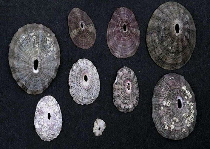 Fissurella nubecula &copy; Naturalis Biodiversity Center