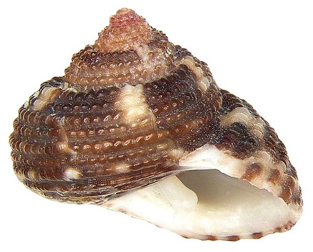 Clanculus corallinus &copy; <a rel="nofollow" class="external text" href="https://www.flickr.com/people/30703260@N08">Udo Schmidt</a> from Deutschland