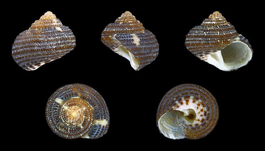 Clanculus cruciatus &copy; H. Zell