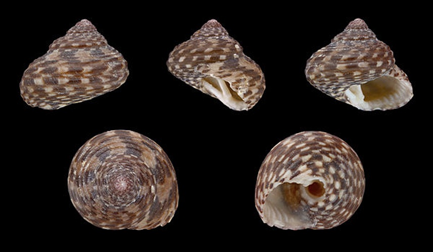 Clanculus jussieui &copy; H. Zell