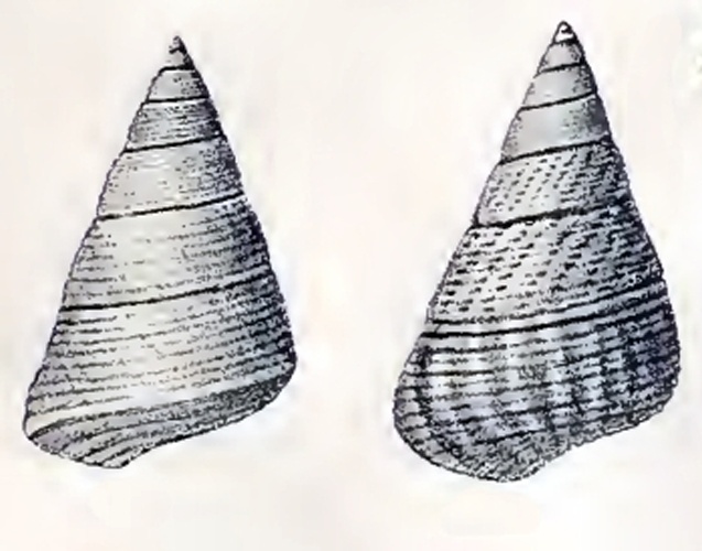 Jujubinus striatus &copy; G.W. Tryon