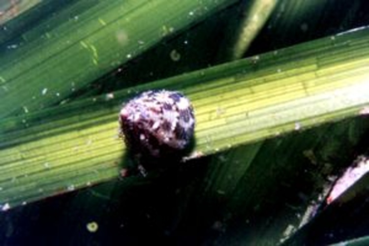 Jujubinus exasperatus &copy; Massimiliano DE MARTINO