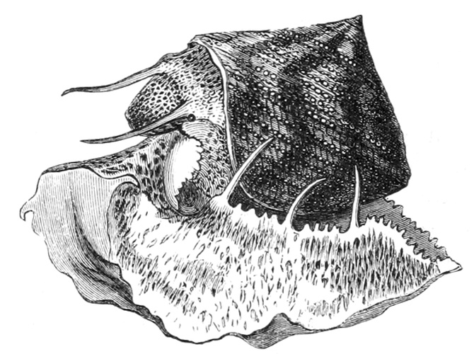 Calliostoma granulatum &copy; <bdi><a href="https://en.wikipedia.org/wiki/en:Philip_Henry_Gosse" class="extiw" title="w:en:Philip Henry Gosse">Philip Henry Gosse</a>
</bdi>