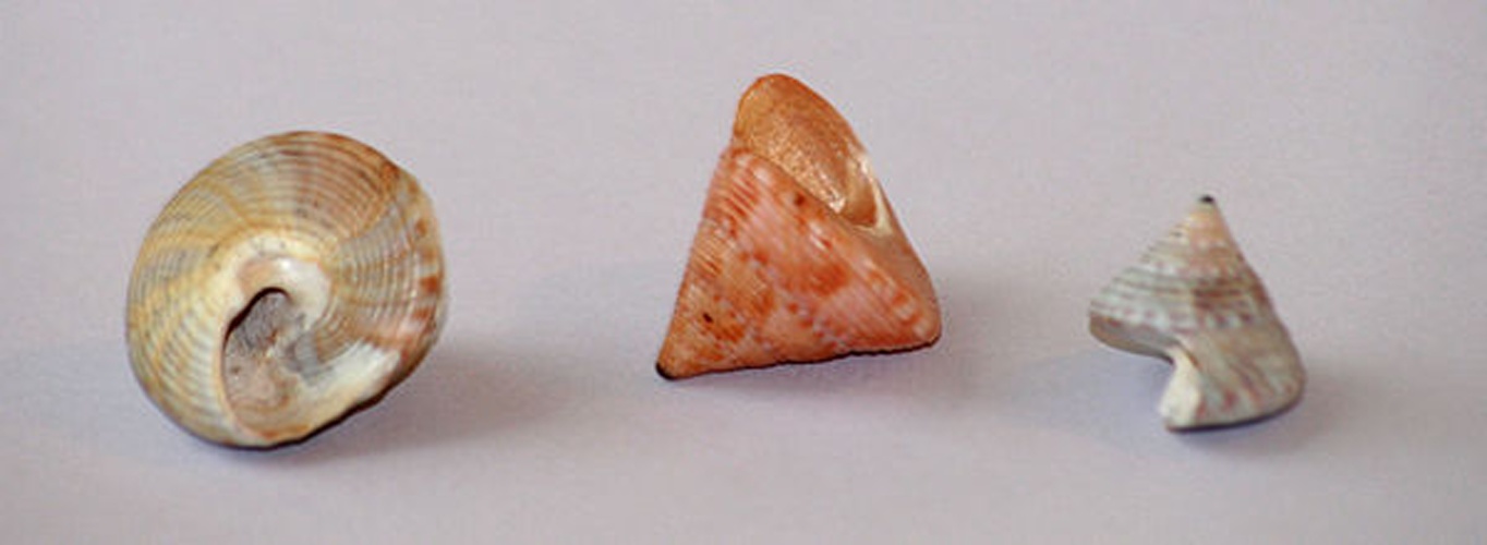 Calliostoma zizyphinum © <a href="//commons.wikimedia.org/wiki/User:Calrosfking" title="User:Calrosfking">Calrosfking</a>