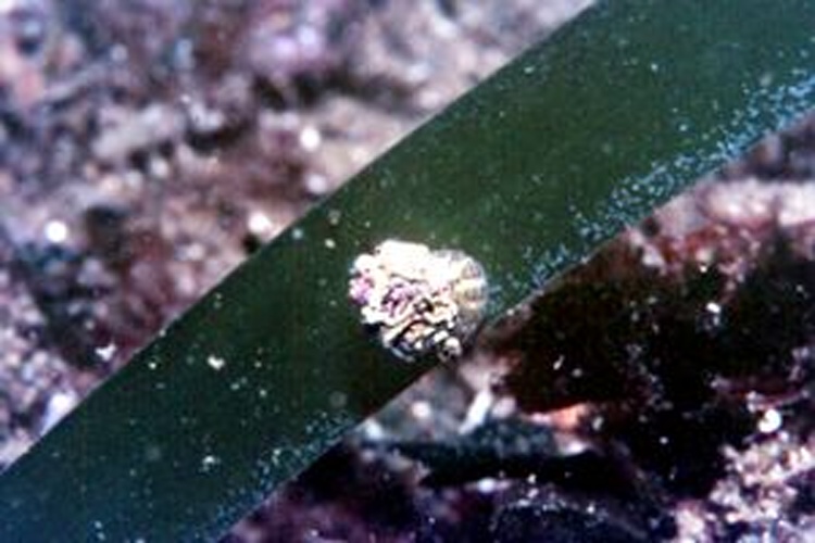 Gibbula ardens &copy; Massimiliano DE MARTINO