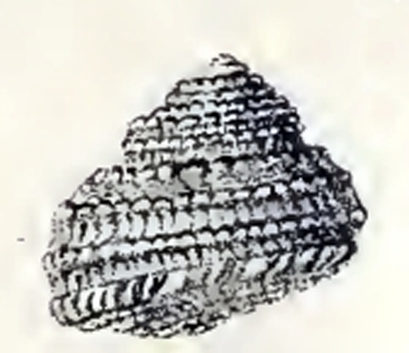 Gibbula guttadauri &copy; G.W. Tryon
