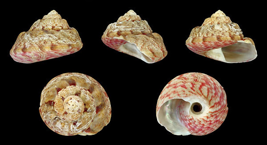 Gibbula magus &copy; H. Zell
