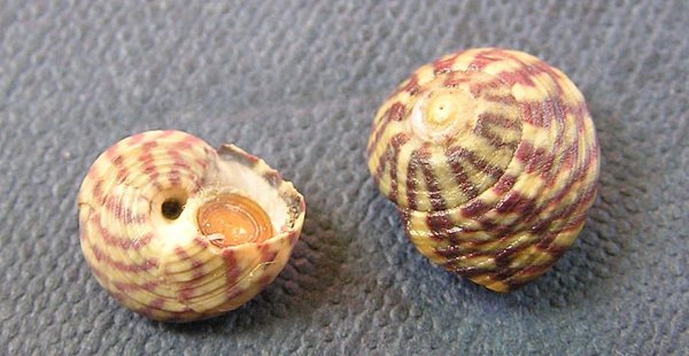 Gibbula umbilicalis &copy; Jan Delsing