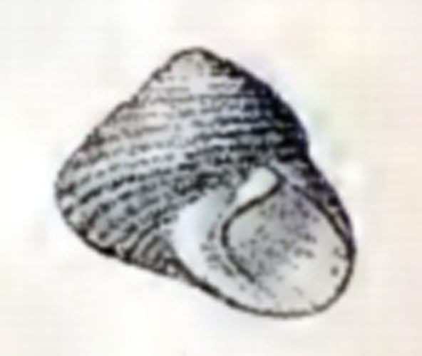 Homalopoma sanguineum &copy; G.W. Tryon