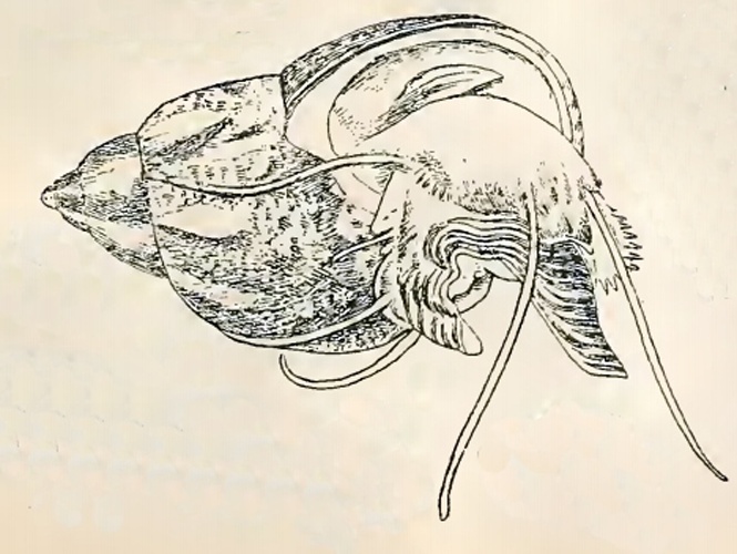 Tricolia pullus &copy; G.W. Tryon