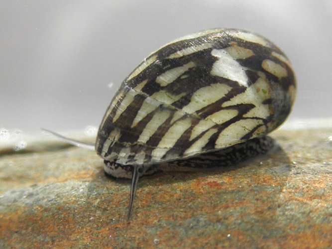 Theodoxus fluviatilis © <bdi><a href="https://www.wikidata.org/wiki/Q58300160" class="extiw" title="d:Q58300160">Michal Maňas</a>
</bdi>