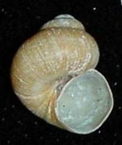 Valvata piscinalis © USGS
