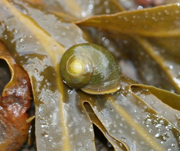 Littorina obtusata © <a rel="nofollow" class="external text" href="https://www.flickr.com/photos/35142635@N05">Sandy Rae</a> from Scotland, UK