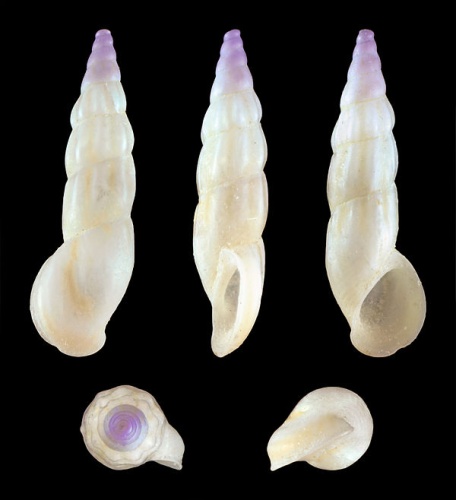 Rissoa auriscalpium &copy; H. Zell