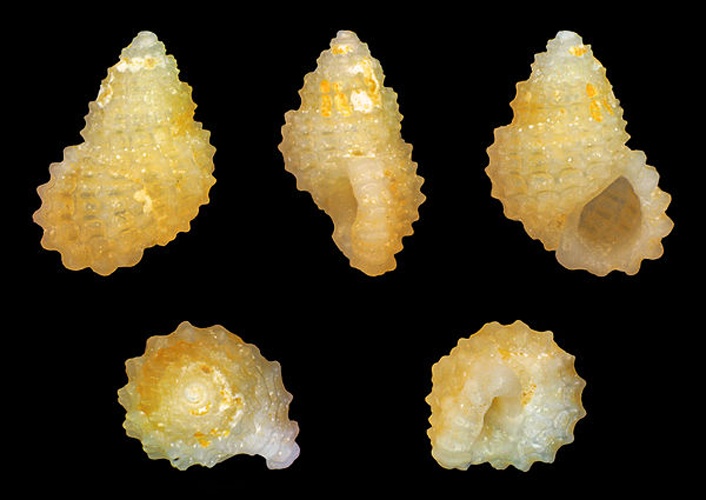 Alvania cancellata © H. Zell