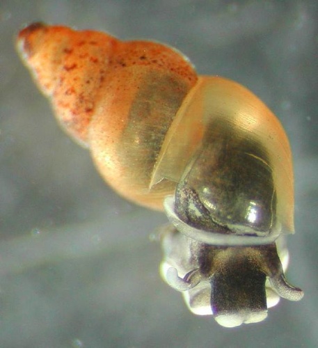 New Zealand mud snail &copy; <a rel="nofollow" class="external text" href="https://www.flickr.com/people/52133016@N08">U.S. Fish &amp; Wildlife Service - Pacific Region's</a>; Photo Credit: Dan Gustafson