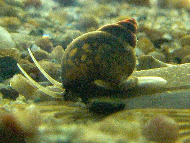 Bithynia tentaculata &copy; <bdi><a href="https://www.wikidata.org/wiki/Q58300160" class="extiw" title="d:Q58300160">Michal Maňas</a>
</bdi>