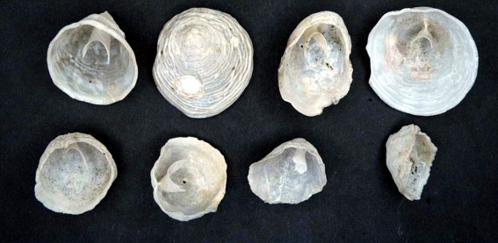 Cheilea equestris © Naturalis Biodiversity Center