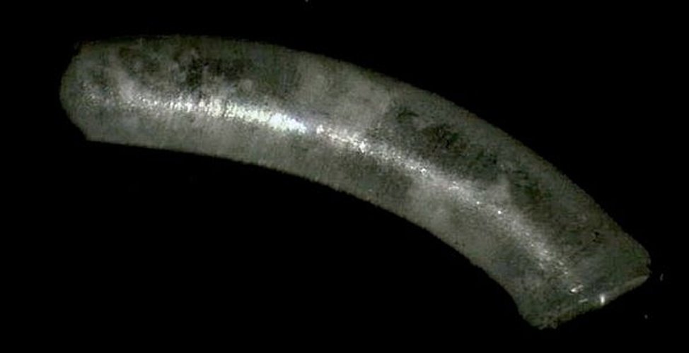 Caecum auriculatum &copy; Jan Delsing