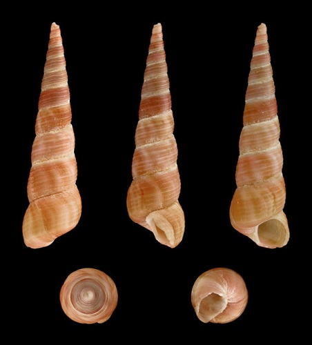 Turritella communis © H. Zell